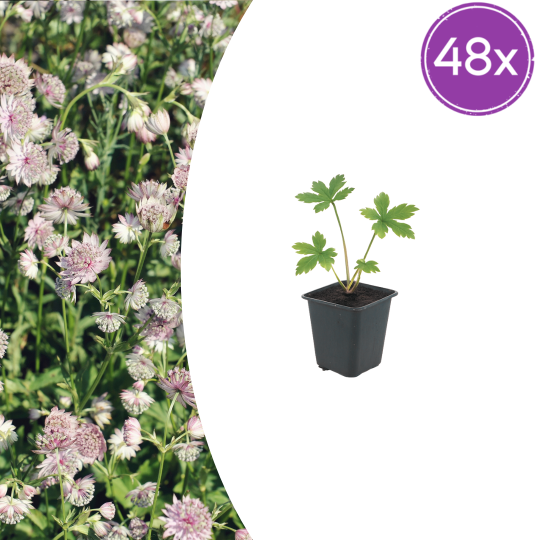 Sterndolde Astrantia major – 48 Pflanzen – Sommerblühende Staude – 10-25cm – Ø9cm – Bienenfreundlich – Für Beet & Cottage-Garten