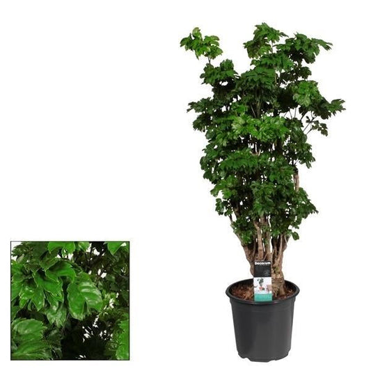 Polyscias Roble – Zimmerpflanze – Ø21cm – ↕80cm – Großblättriges, dekoratives Laub – Pflegeleicht & luftreinigend 