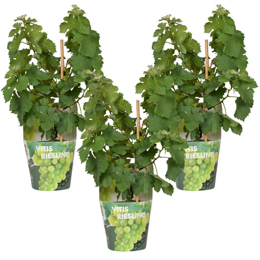 Weintraube - Weinrebe - Vitis Pixie 'Riesling' - ↨30cm - Ø14cm