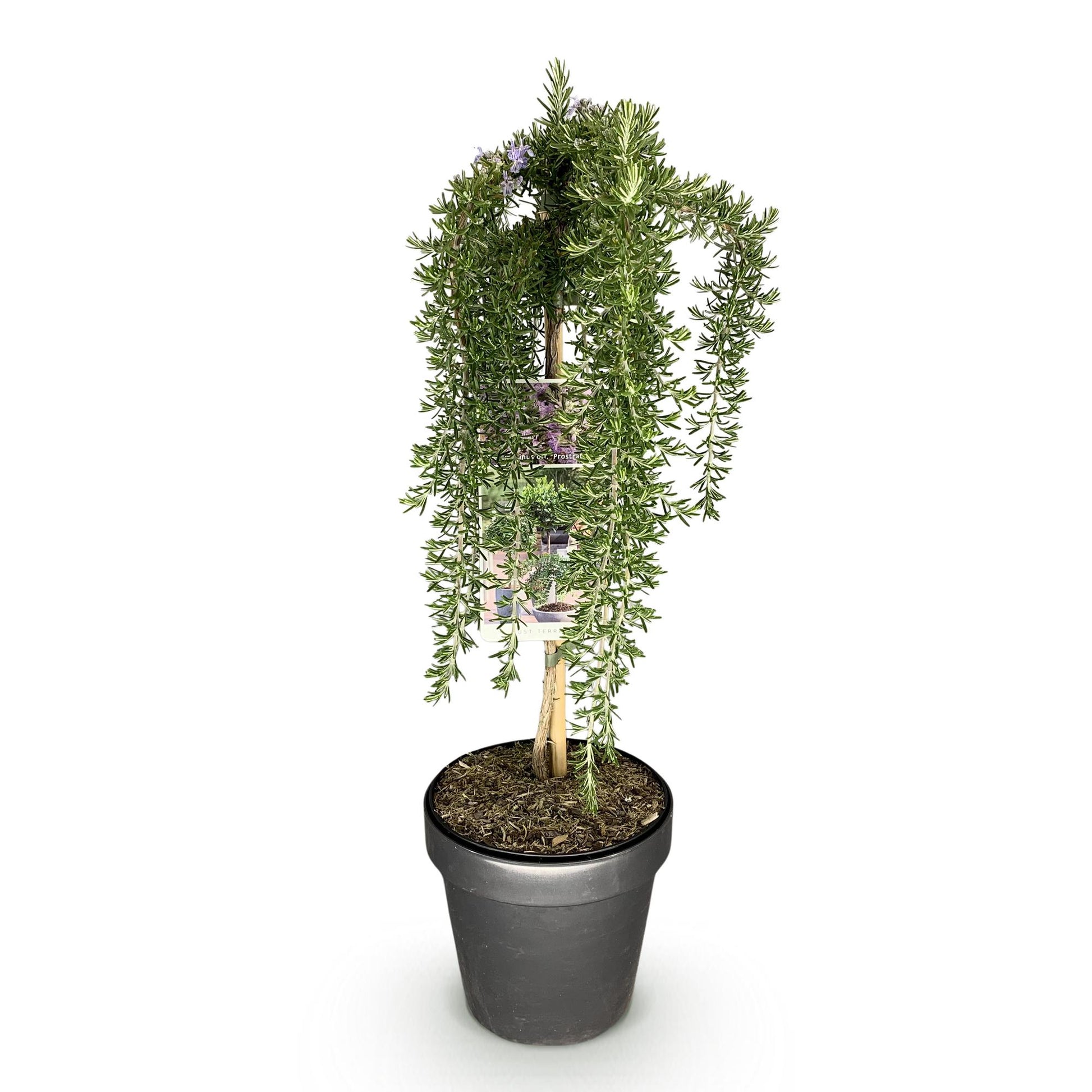 GreenboutiQ - Stamm-Pflanze - Rosmarinus officinalis Prostratus - Terrassenpflanze - Immergrün - Winterhart - Lila Blüte - Topf 19cm Höhe 90cm 