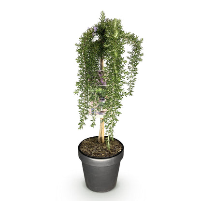GreenboutiQ - Stamm-Pflanze - Rosmarinus officinalis Prostratus - Terrassenpflanze - Immergrün - Winterhart - Lila Blüte - Topf 19cm Höhe 90cm 
