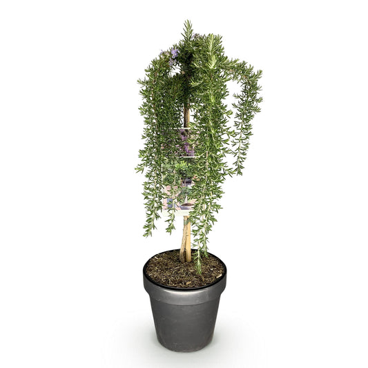 GreenboutiQ - Stamm-Pflanze - Rosmarinus officinalis Prostratus - Terrassenpflanze - Immergrün - Winterhart - Lila Blüte - Topf 19cm Höhe 90cm 