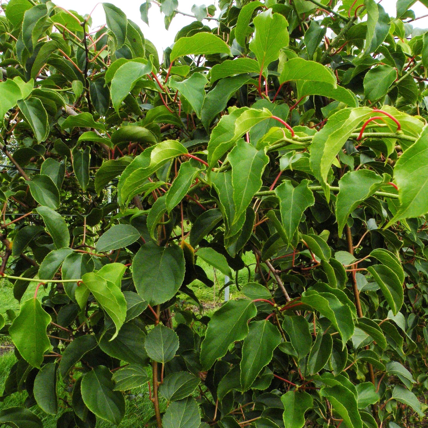 Green boutiQ - Fruchtpflanze - Actinidia arguta Weiki - Kiwi-Pflanze - Männlich - Rote - Lila Früchte - 1 Pflanze - Topf 15cm - Höhe 50cm 