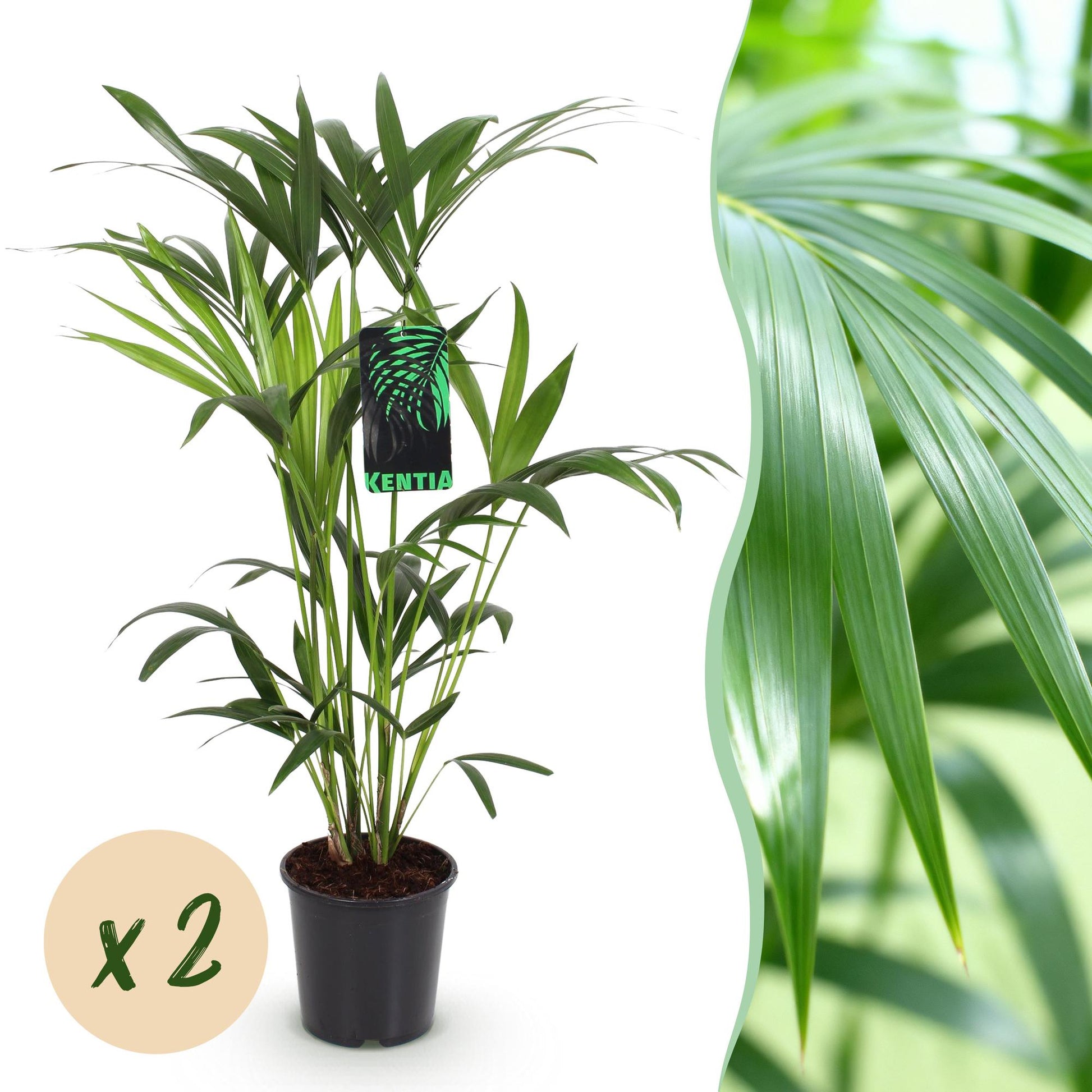 Howea Forsteriana – Kentia-Palme – 2 Pflanzen – 80–85cm – 19cm – Pflegeleichte Zimmerpalmen mit eleganten Wedeln – Tropische, luftreinigende Grünpflanzen für moderne Innenräume 
