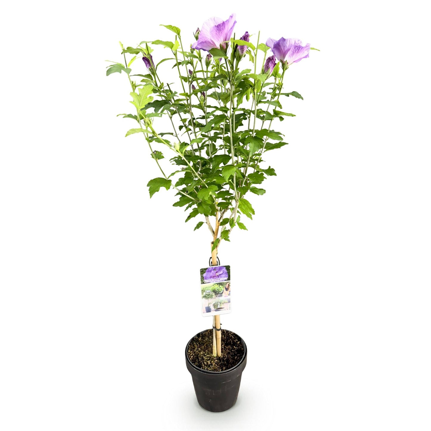 GreenboutiQ - Stamm Pflanze - Hibiscus syriacus Lavendor Chiffon® - Terrassen Pflanze - Laubabwerfend - Winterhart - Lila Blüte - Topf 19cm Höhe 90cm 