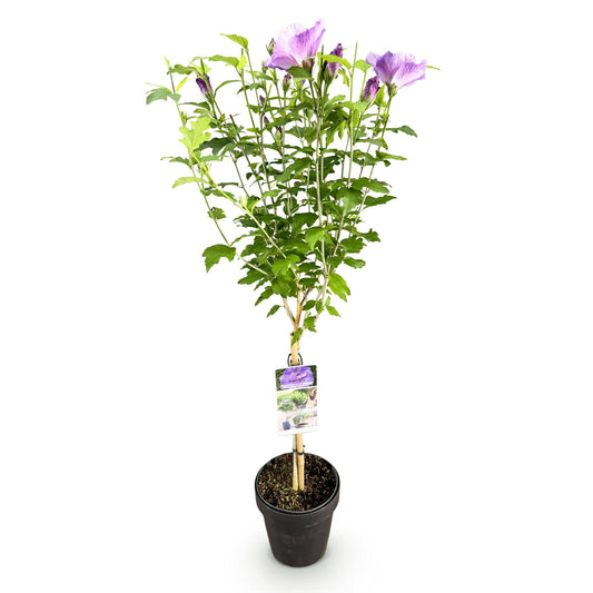 GreenboutiQ - Stamm Pflanze - Hibiscus syriacus Lavendor Chiffon® - Terrassen Pflanze - Laubabwerfend - Winterhart - Lila Blüte - Topf 19cm Höhe 90cm 