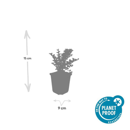 Fächer-Zwergmispel – Cotoneaster horizontalis – ↑10-25cm – Ø9cm – 60 Pflanzen – Winterhart, pflegeleicht, rote Beeren, Bodendecker, Beete