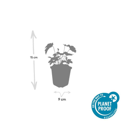 Filzige Herbst-Anemone - Anemone tom. 'Robustissima' - ↕10-25cm - Ø9cm - 60 Stück