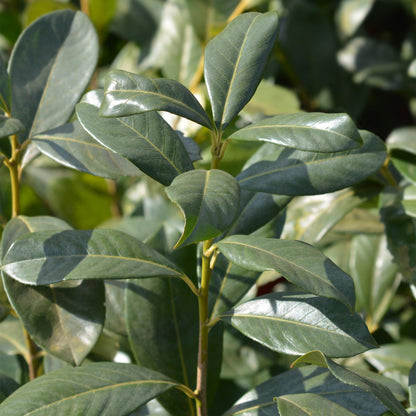 Kirschlorbeer Prunus laurocerasus Rotundifolia – Immergrün – Heckenpflanze – Blatt grün – 6 Pflanzen – 1  laufender Meter – 17 cm Höhe 50 cm 