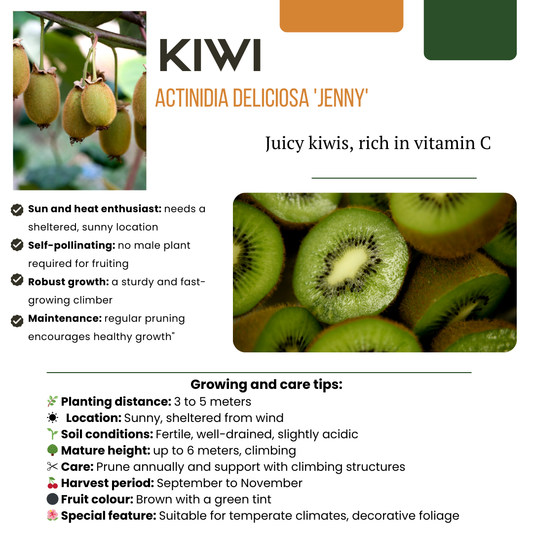 Bio Kiwi Actinidia deliciosa – 6 Pflanzen – Selbstbestäubend – Ø13cm – ↨20-25cm Jungpflanzen