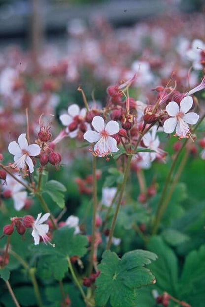 Felsen-Storchschnabel Geranium macrorrhizum 'Spessart' – Winterharter Bodendecker – 60 Pflanzen – Ø9 cm – Höhe 10-25 cm – Weiße Blüten & grünes Laub – Ideal für Steingärten & Beete