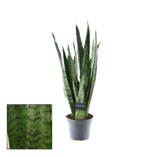 Sansevieria Zeylanica – Bogenhanf – Zimmerpflanze – Ø14cm – ↕55cm – Pflegeleicht & luftreinigend – Für Schlafzimmer, Wohnzimmer & Büro 