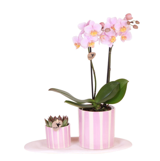 Orchidee Andorra Rosa + Echeveria Sukkulente im Painted Stripe Ziertopf Ø9cm & Ø6cm – Zimmerpflanzen-Set auf Cloud Plate – Blühende Deko für Wohnzimmer & Büro 