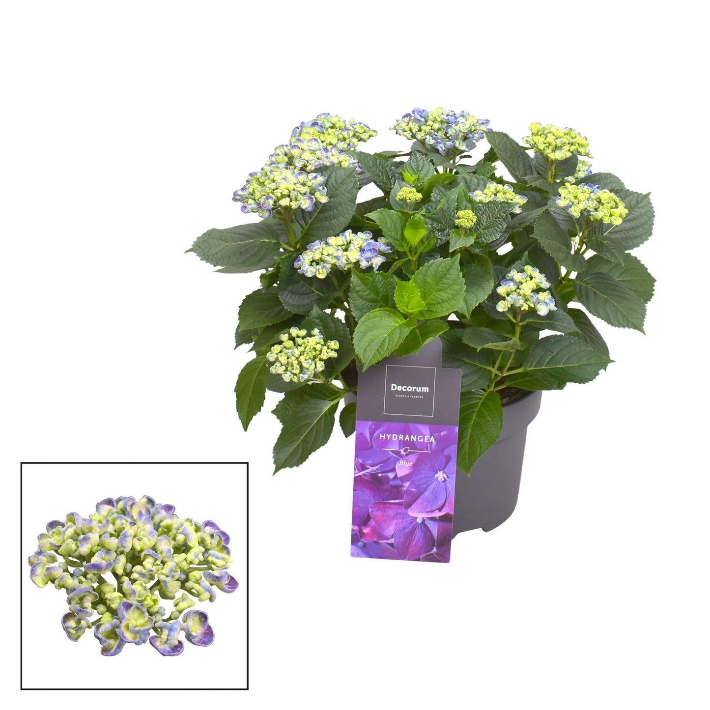 Hydrangea Curly Wurly Blauw 9-15 Kop (Decorum) - Ø23cm - ↕50cm 