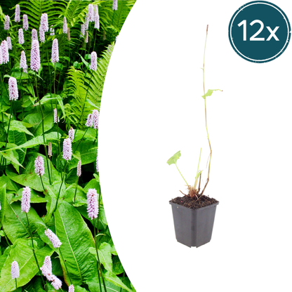 Persicaria amplexicaulis Alba – 12 Pflanzen – Ø9cm – Höhe 10-25cm – Winterharte Staude – Weiße Blütenähren – Bienenfreundlich für Beet & Naturgarten