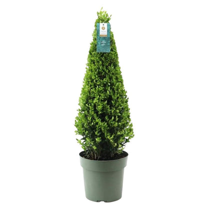 Stechpalme Ilex crenata Pyramide – ↨55 cm – Ø21 cm – Immergrüner, winterharter Buchsbaum-Ersatz für Garten, Terrasse & Topf