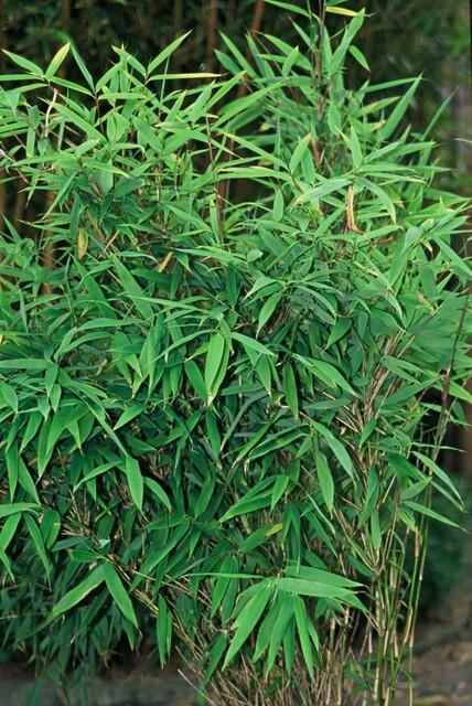 Fargesia Rufa – Nicht-Ausbreitender Bambus – Ø7cm – ↕15cm – 6 Pflanzen – Winterhart & Pflegeleicht – Für Hecken, Garten & Terrasse