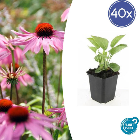 Rotblühender Scheinsonnenhut Echinacea p. 'Magnus' – ↕10-25cm – Ø9cm – 40 Pflanzen – Winterharte Staude – Bienenfreundlich – Für Beet & Wildblumenteppich