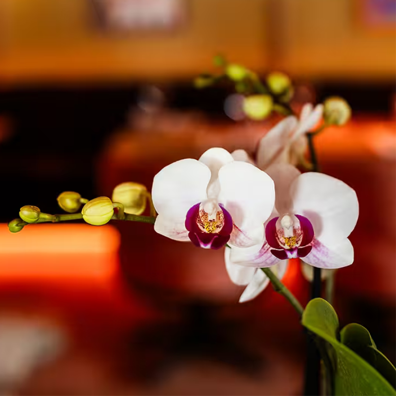 Kolibri Orchids | Geschenkset Large White | Gibraltar Orchidee Ø9cm + Grünpflanzen – inkl. Übertöpfe, Ständer & Korbtablett – frisch vom Züchter 