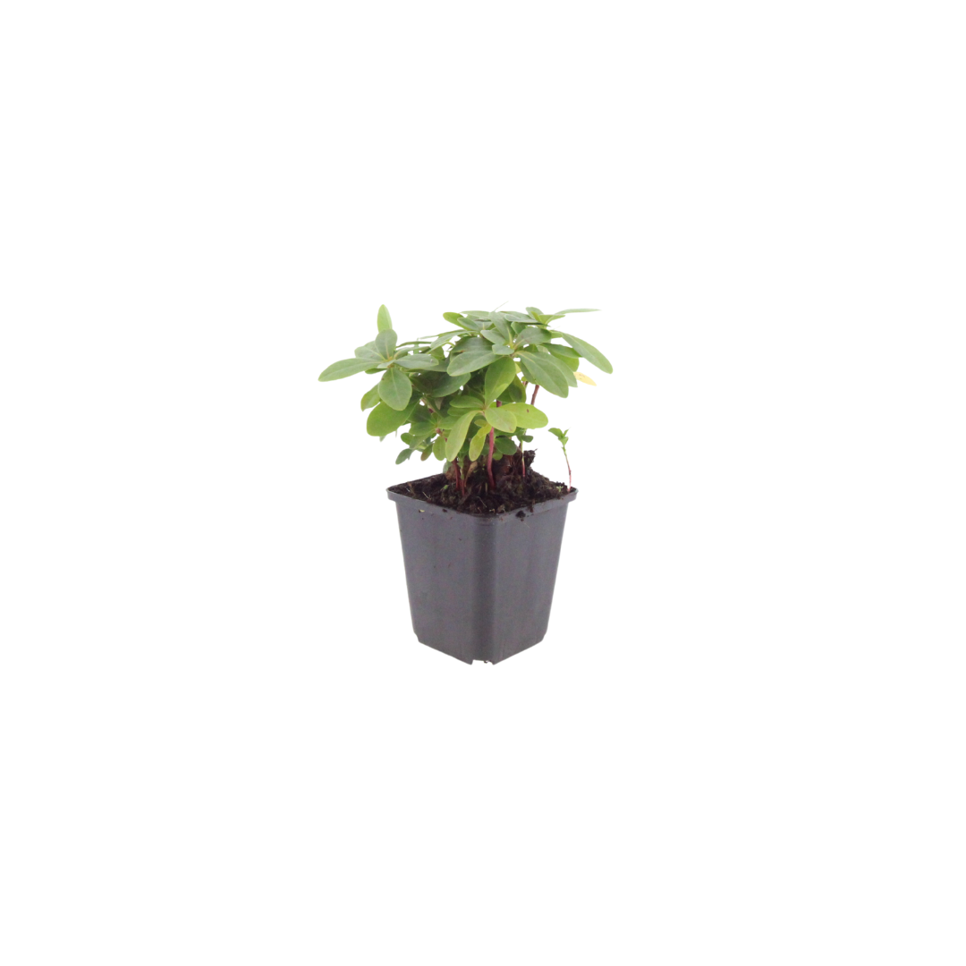 Euphorbia amygdaloides Robbiae – 60 Pflanzen Ø9cm – Höhe10-25cm – Immergrüner Bodendecker für Schatten & Halbschatten – Gelbgrüne Frühjahrsblüte – Winterhart pflegeleicht