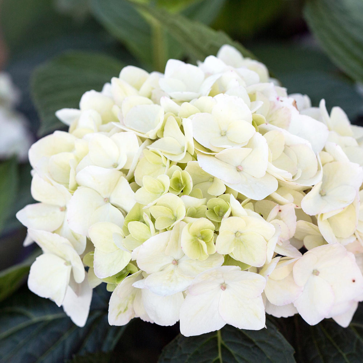 Green boutiQ - Gartenpflanze - Hydrangea Endless Summer The Bride - Hortensie - Winterhart - Weiß - 1 Pflanze - Topf 14cm - Höhe 20-25cm 