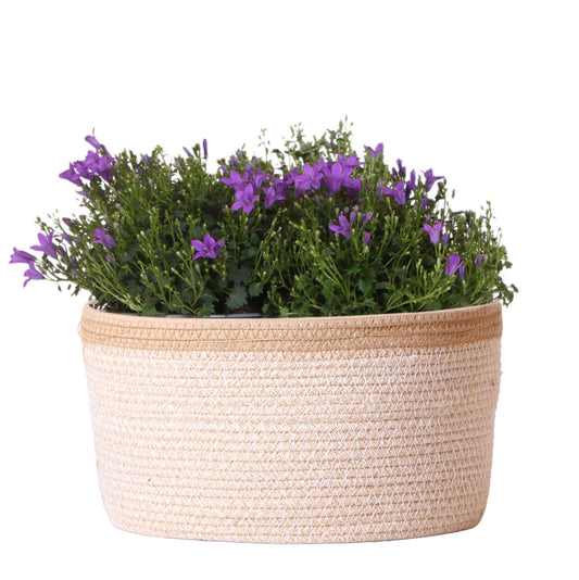 Campanula Addenda Ambella Intense purple - Baumwollschale mit Campanula mit Bewässerungssystem - 3 Stück - Glockenblume lila - Topfgröße 12cm