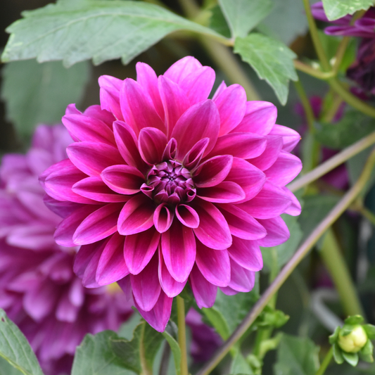 Blumenzwiebel - Dahlie - Blue Bell - Große Breite Blütenblätter