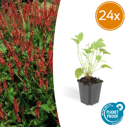 Kerzenknöterich Persicaria amplexicaulis – 24 Pflanzen – ↕10-25 cm – Ø9 cm – Robuste Staude mit roten Blütenähren – Pflegeleichte Sommerstaude für Beete & Garten 