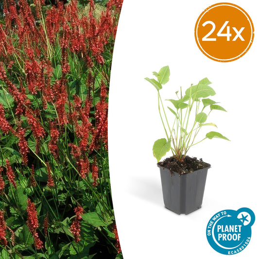 Kerzenknöterich Persicaria amplexicaulis – 24 Pflanzen – ↕10-25 cm – Ø9 cm – Robuste Staude mit roten Blütenähren – Pflegeleichte Sommerstaude für Beete & Garten 