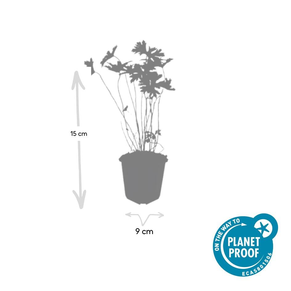 Storchschnabel Geranium 'Johnson's Blue' – ↕10-25cm – Ø9cm – 12 Pflanzen – Winterharte Staude & Bodendecker – Leuchtend blaue Blüten