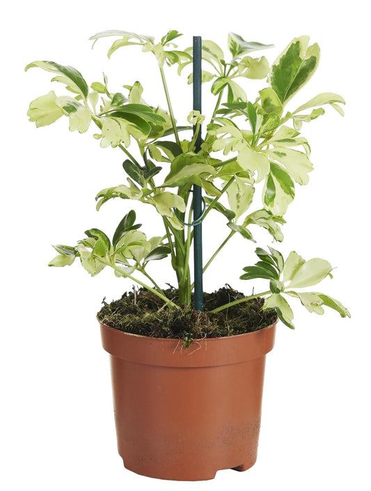 Strahlenaralie - Schefflera Janine - Zimmerpflanze - Ø9cm - ↕20cm