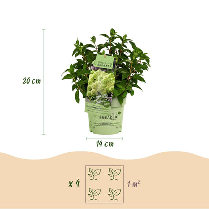 Rispenhortensie Hydrangea paniculata Groundbreaker Greeny 2er Set – frosthart cremeweiß bis grünlich – Ansicht 17