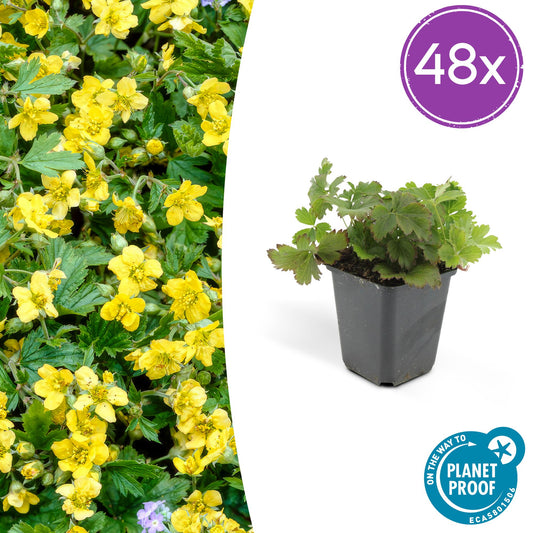 Waldsteinia ternata – Bodendecker Ø9cm – Höhe 10-25cm – Gelbe Blüten im Frühling – Pflegeleichte Gartenpflanze für Sonne & Schatten – 48 Pflanzen