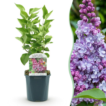Green boutiQ - Garden Plant - Syringa vulgaris Michel Buchner - Common Lilac - Hardy - Pink - 1 Plant - Pot 17cm - Height 45cm 