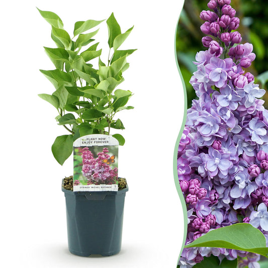 Green boutiQ - Garden Plant - Syringa vulgaris Michel Buchner - Common Lilac - Hardy - Pink - 1 Plant - Pot 17cm - Height 45cm 