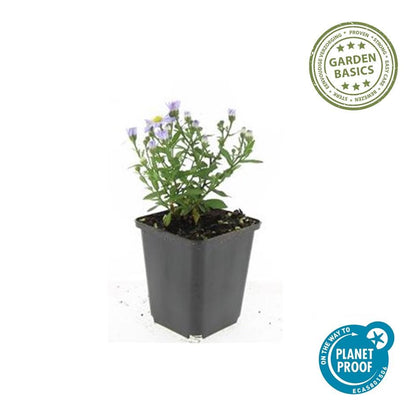 Kissen-Aster Aster (D) 'Prof. Anton Kippenberg' – ↕10-25cm – Ø9cm – 20 Pflanzen – Lila Herbstblüte – Pflegeleicht – Beete & Töpfe