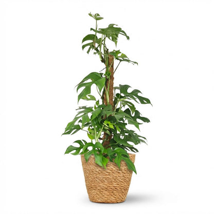 Monstera Minima am Moosstab 90cm – Mini Fensterblatt Zimmerpflanze im Korb Ø19cm – Rhaphidophora tetrasperma mit geschlitzten Blättern – pflegeleicht für Wohnung & Büro 