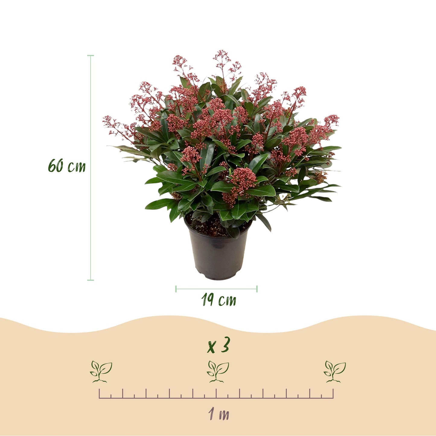 GreenboutiQ - Terrassenpflanze - Skimmia japonica Duo - Blüte Weiß & Rot - 40+ Blüten - 2 Pflanzen - Winterhart - Topf 19cm Höhe 60cm 