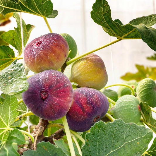 Green boutiQ - Fruit Plant - Ficus carica Rouge de Bordeaux - Fig Tree - Winter Hardy - Purple Fruit - 2 Plants - Pot 15cm - Height 50cm 