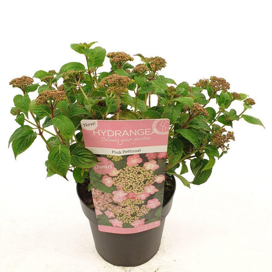 Hydrangea serrata 'Pink Petticoat' – Zierhortensie – Ø19cm – ↕25cm – Kompakte Gartenhortensie mit zartrosa Blüten – Für Beet, Balkon & Kübel 