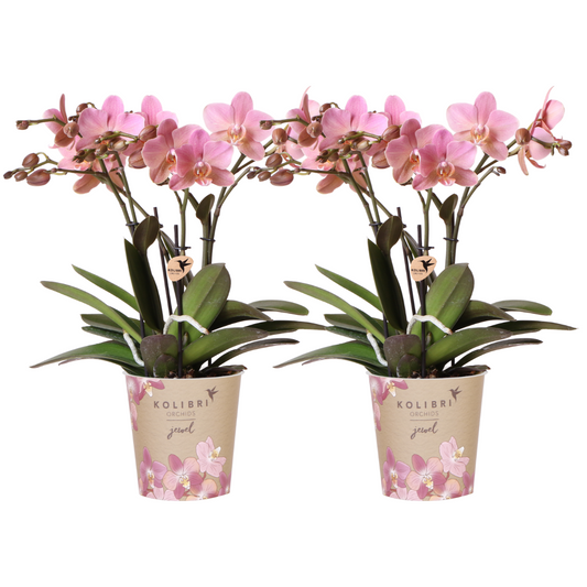 Altrosa Phalaenopsis Orchideen - Treviso - Topfgröße Ø12cm -Zimmerpflanze - 2 Stück