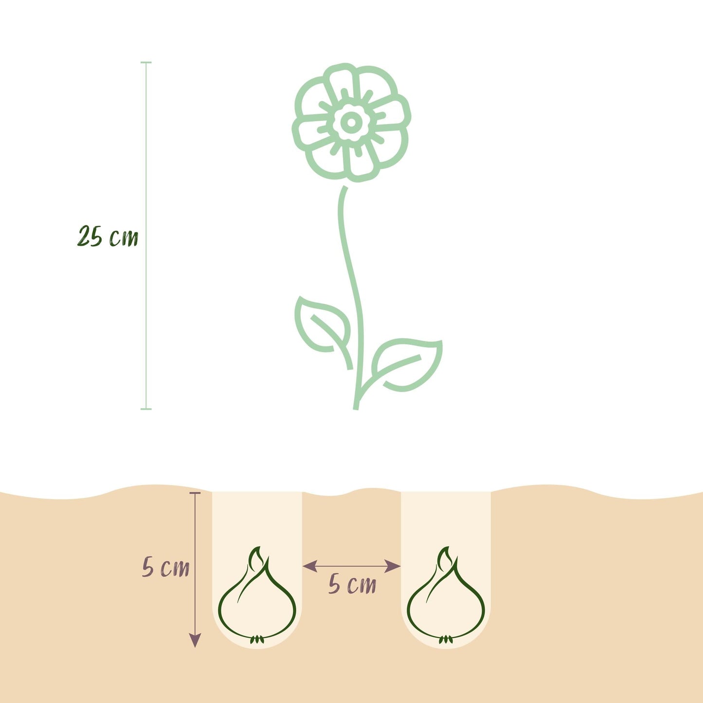 GreenboutiQ - Blumenzwiebeln - Eranthis Cilicica - Farbe Gelb - 25 Stück - Zwiebelgröße 4/5 - XXL Pack 