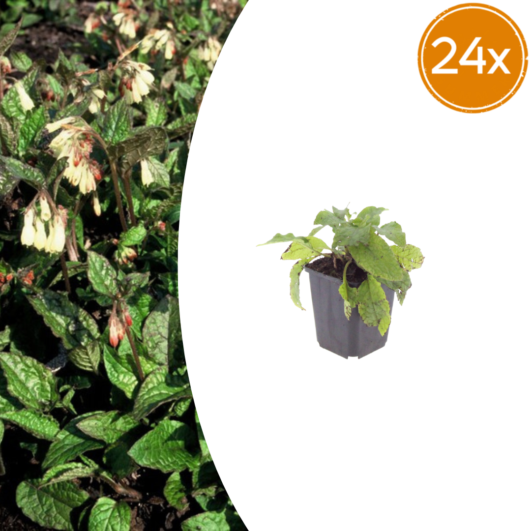 Symphytum grandiflorum – 24 Pflanzen – Ø9cm – Höhe 10-25cm – Winterharter Bodendecker für Schattenbeet, Unterpflanzung & Naturgarten - Oasis of Life