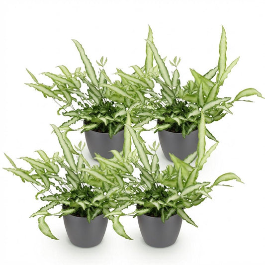 Green boutiQ - Zimmerpflanze - Pteris cretica Albolineata - Schwertfarn - Haustierfreundliche Pflanze - Grün - 4 Pflanzen - mit Potter Grau - Topf 12cm - Höhe 20cm 