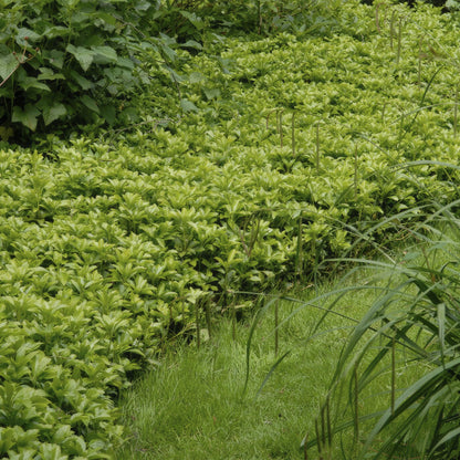 Pachysandra terminalis 'Green Carpet' – 24 Pflanzen – immergrüner Bodendecker – schattenverträglich – pflegeleicht – Ø9cm – ↕10–25cm 