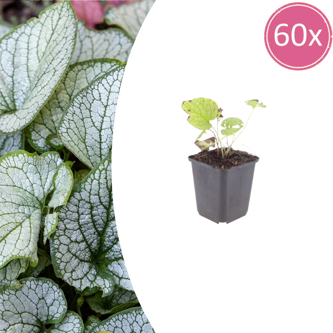 Brunnera macrophylla Jack Frost – 60 Pflanzen Kaukasusvergissmeinnicht – 10-25cm – Ø9cm – Winterharte Schattenstaude mit silbernem Zierlaub – Bodendecker für Garten - Oasis of Life