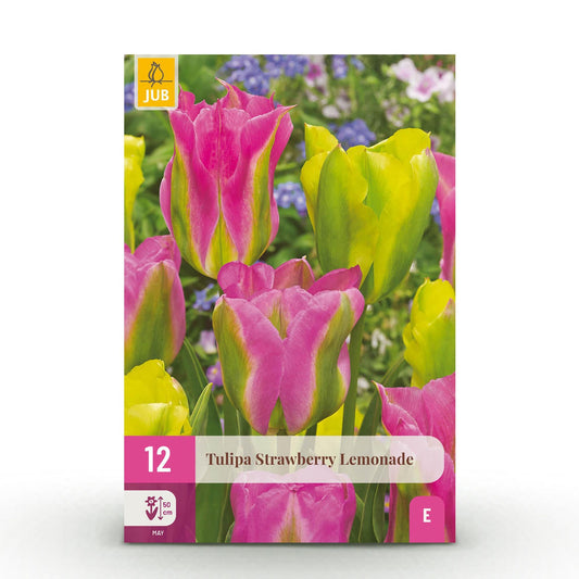 GreenboutiQ - Blumenzwiebeln - Tulp Strawberry Lemonade - Verschiedene Farben - 12 Stück - Zwiebelgröße 11/12 - XXL Pack 