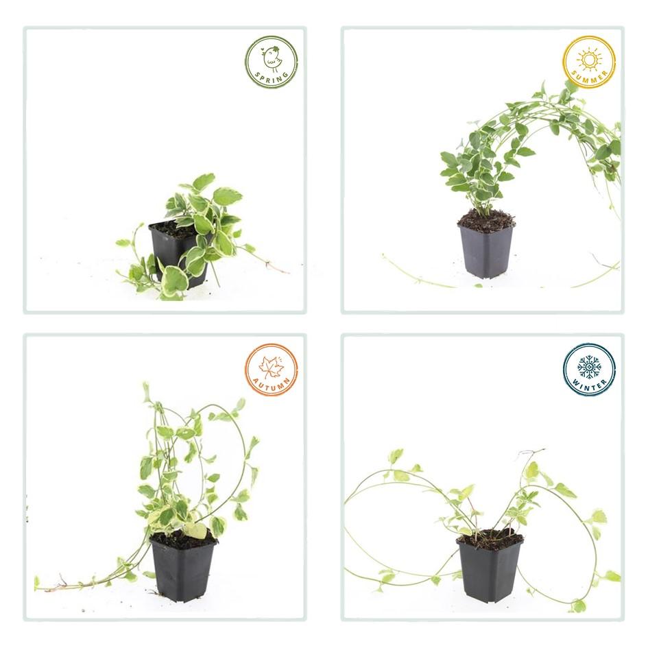 Kleines Immergrün Vinca major 'Variegata' – ↕10-25cm – Ø9cm – 60 Pflanzen – Immergrüner Bodendecker – Violette Blüten – Pflegeleicht
