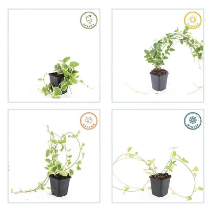 Kleines Immergrün Vinca major 'Variegata' – ↕10-25cm – Ø9cm – 60 Pflanzen – Immergrüner Bodendecker – Violette Blüten – Pflegeleicht