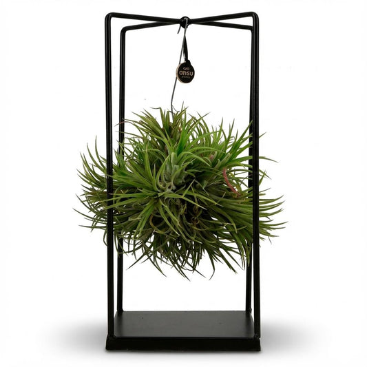 Luftpflanze Tillandsia im Dekor Ø14cm Höhe37cm – Erdefreie Air Plant in dekorativer Schale – Modernes Pflanzen-Dekoobjekt für Wohnraum & Büro 